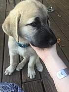 This is Shiloh resting his head on my hand while I attempt to convince him to face the camera.