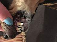 Dog with Gingivitis