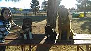 Maxie and Jase at the dog park with my best friend Maddie and her dog Topper