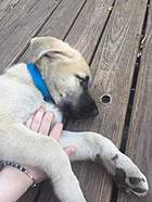 This is Shiloh noticing a hole in his breeder's porch, which he will soon decide is edible and try to eat.