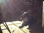 In a warm sunbeam (11 years old)