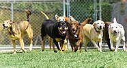 senior fun TPR Dog Training LA