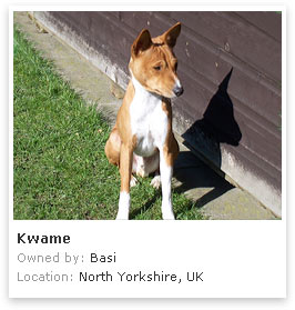 Basenji 1