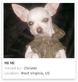 Chihuahua 2