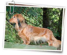 Dachshund (Long Haired)