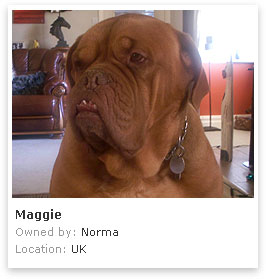 Dogue de Bordeaux 1