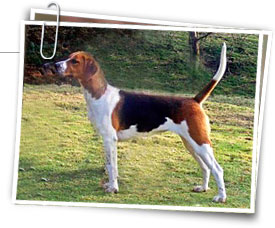 Foxhound