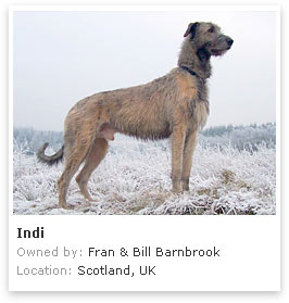 Irish Wolfhound 1