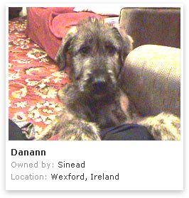 Irish Wolfhound 2