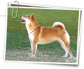 Japanese Shiba Inu Information Japanese Shiba Inu Pictures