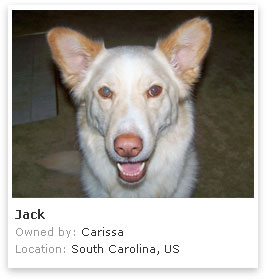 Korean Jindo 1