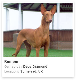 Pharaoh Hound 1