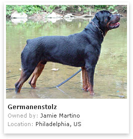 Rottweiler 2