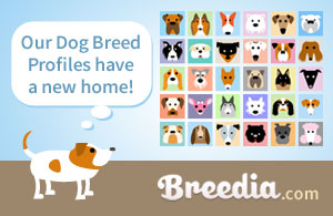 Dog Breed Profiles