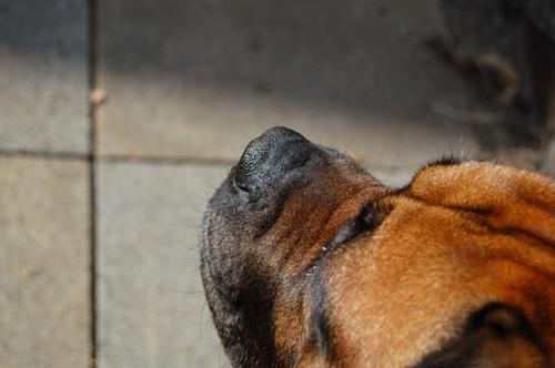 Rocky keeping watch in the sunshine :)