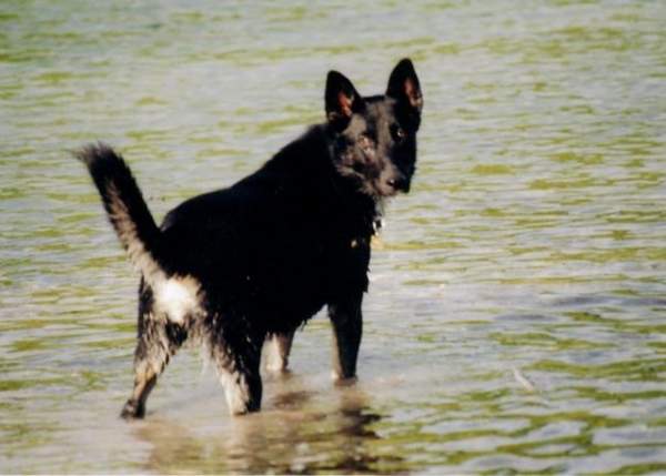 RIP Bailey. Black German Shepard