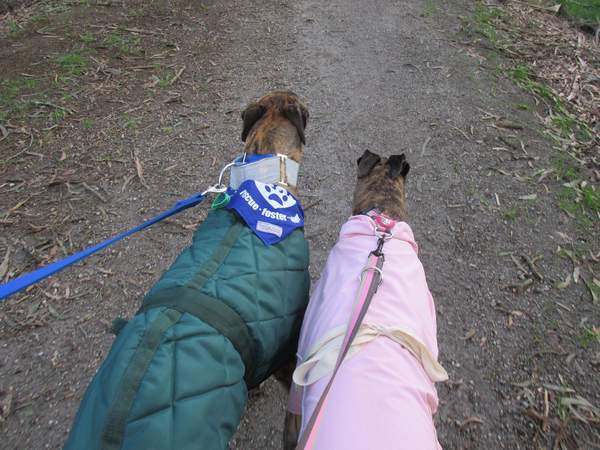 Walking with doggy friends!