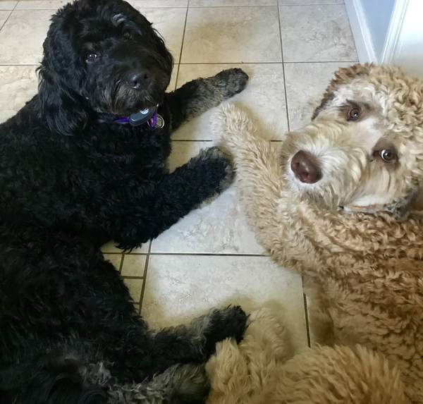 Rocky and Rosie, my Bernedoodles, cuddling!