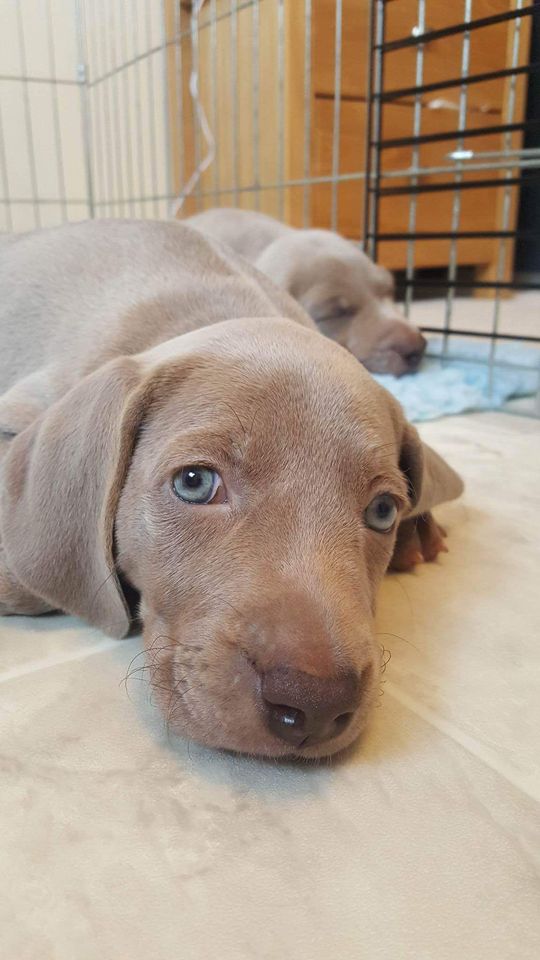 Cinder. Our 9 week old weimaraner.