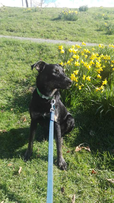 Rocky by the daffodils