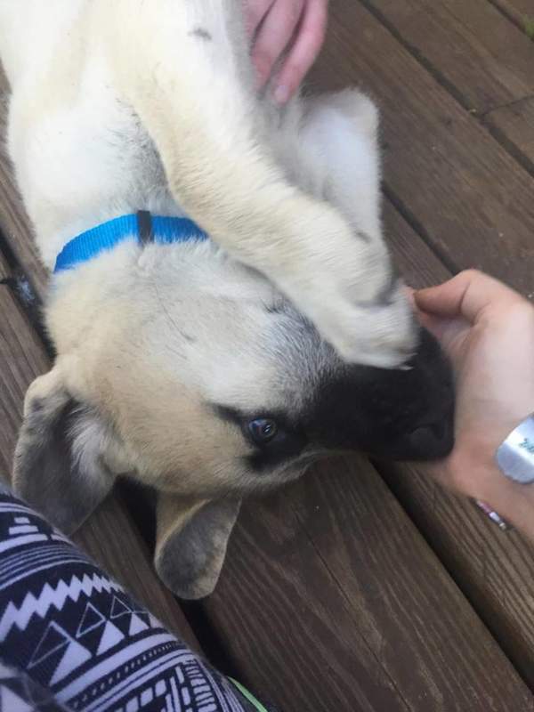 This is Shiloh nibbling at my fingers while my friend pets him.