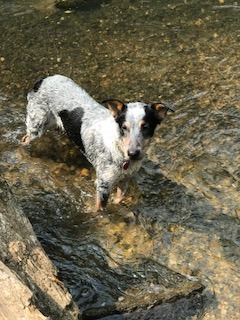 She LOVES the river! It's her favorite summertime hangout.