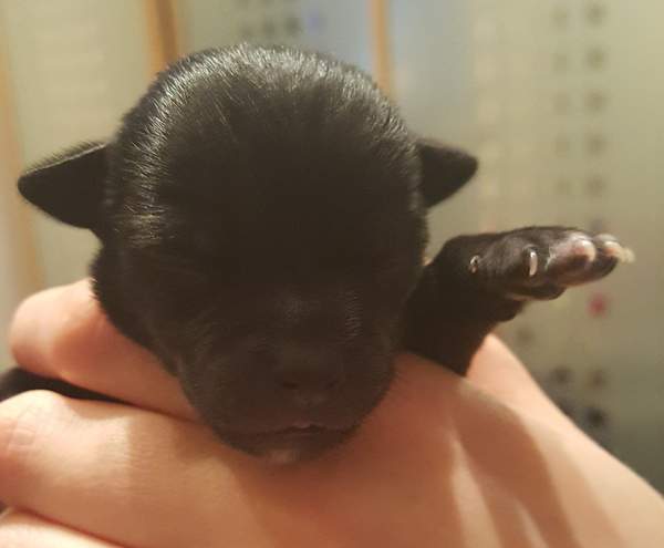 4 Days old