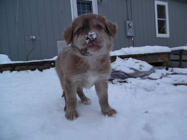 Seven weeks old, in the snow.