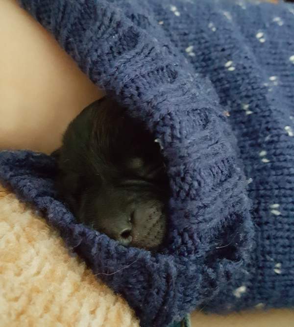 Foster pup 3 days old snuggled inside Charlie's sleeve