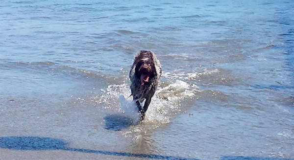 Best Mother's Day ever with Archie in Santa Cruz!