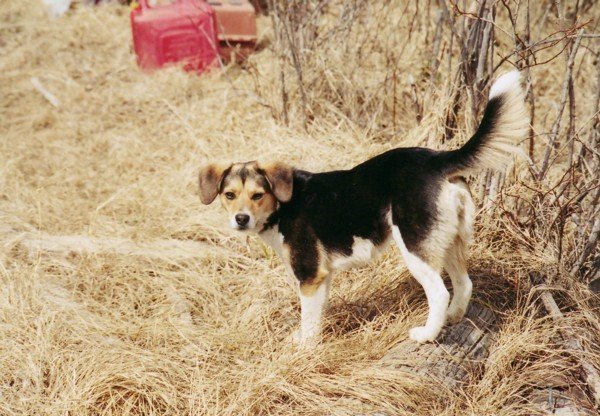 RIP Shelby. Beagle.