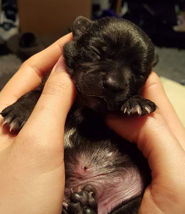 8 days old